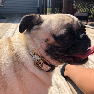 Lace Dog Collar (C)